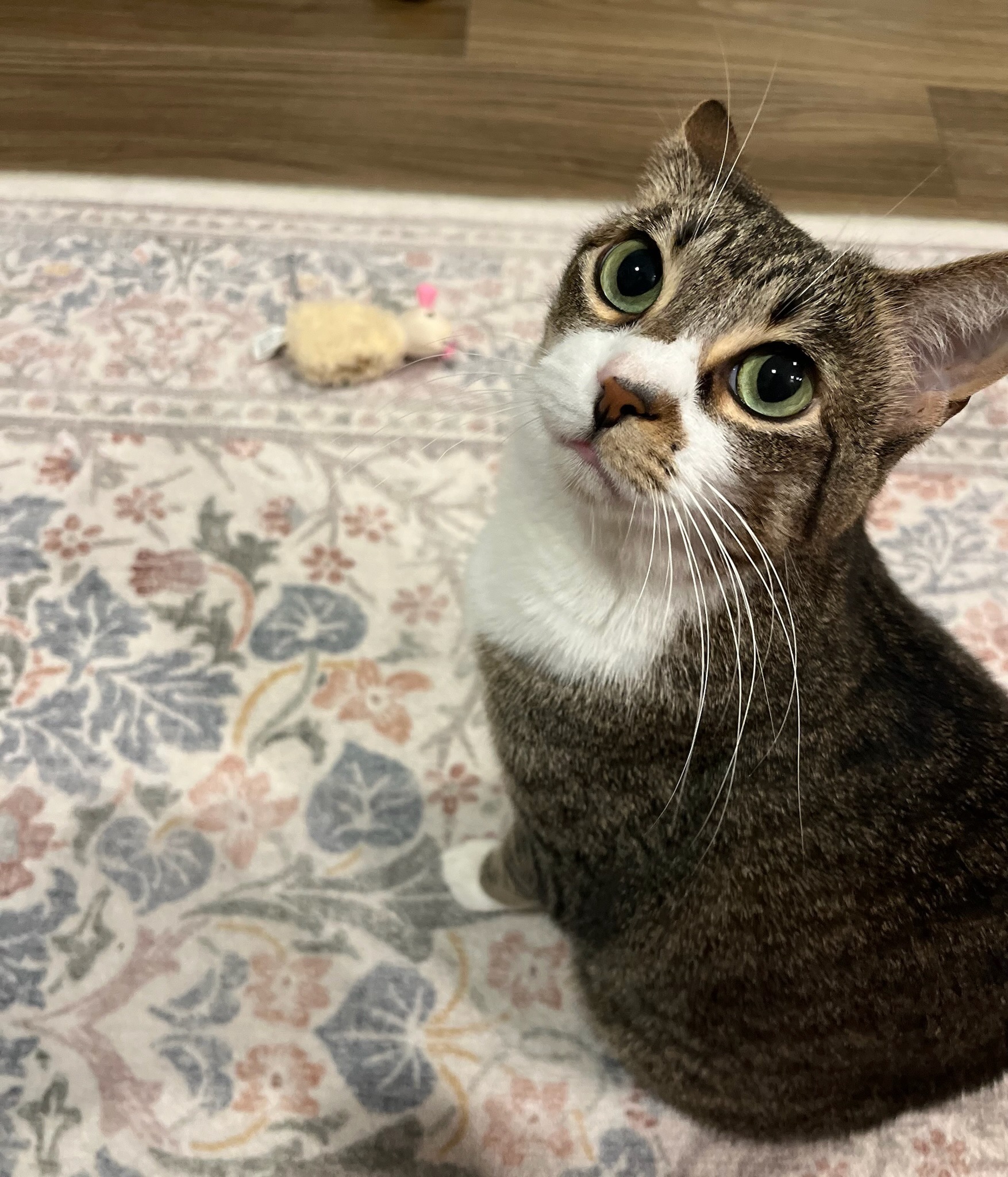 Daisy sitting on a rug looking up